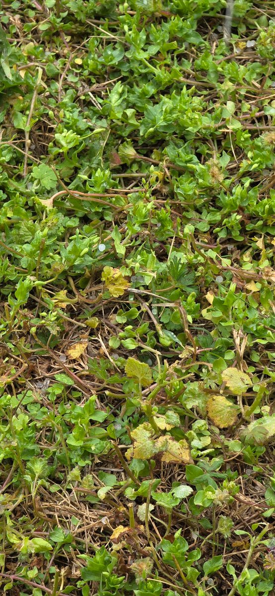 Mitchell Meyer tweet media