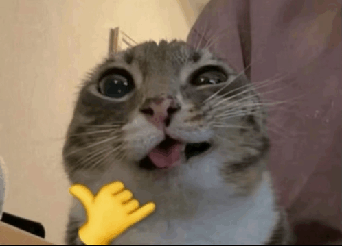 literose tweet media