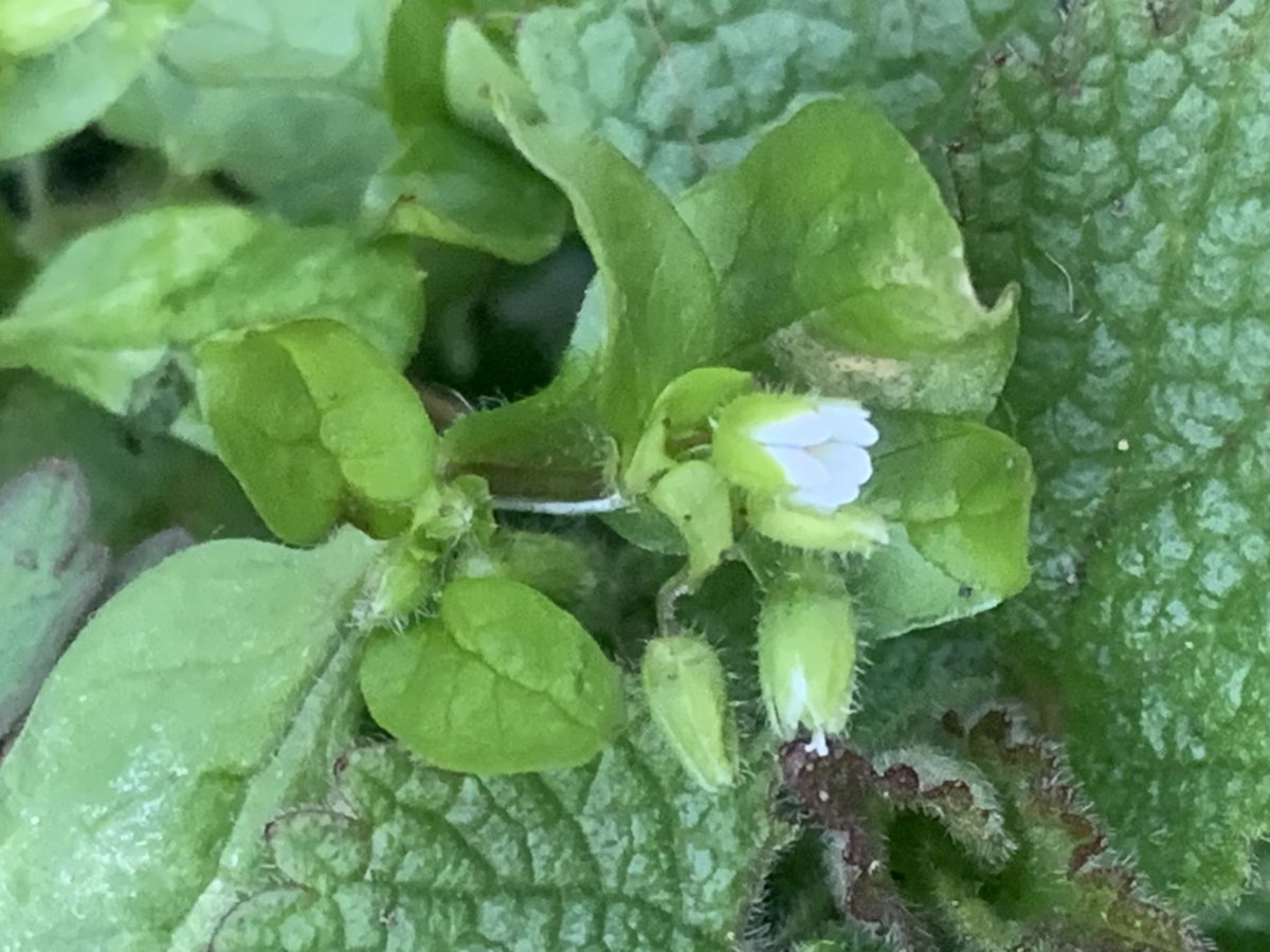 Plum cherry at Loch Tay &amp; East Lothian Little Mouse-ear, Shepherds Purse along the railway walk  Haddington. #ID ? #WhiteFlowers #WildFlowerHour @wildflowerhour  @bsbibotany  @bsbiscotland