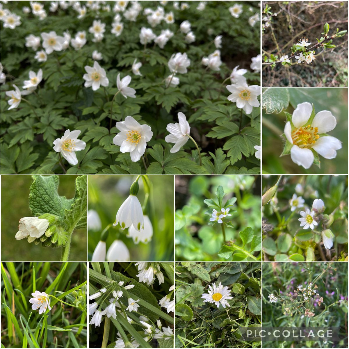 The #WhiteFlowers challenge from EastSussex 🤍 Anemones, Blackthorn, Barren Strawberry, White Comfrey, Summer Snowflake, Hairy Bittercress, Common Whitlowgrass, Greater Stitchwort, Three-cornered leek, Daisy and Shepherd’s purse #wildflowerhour 💚