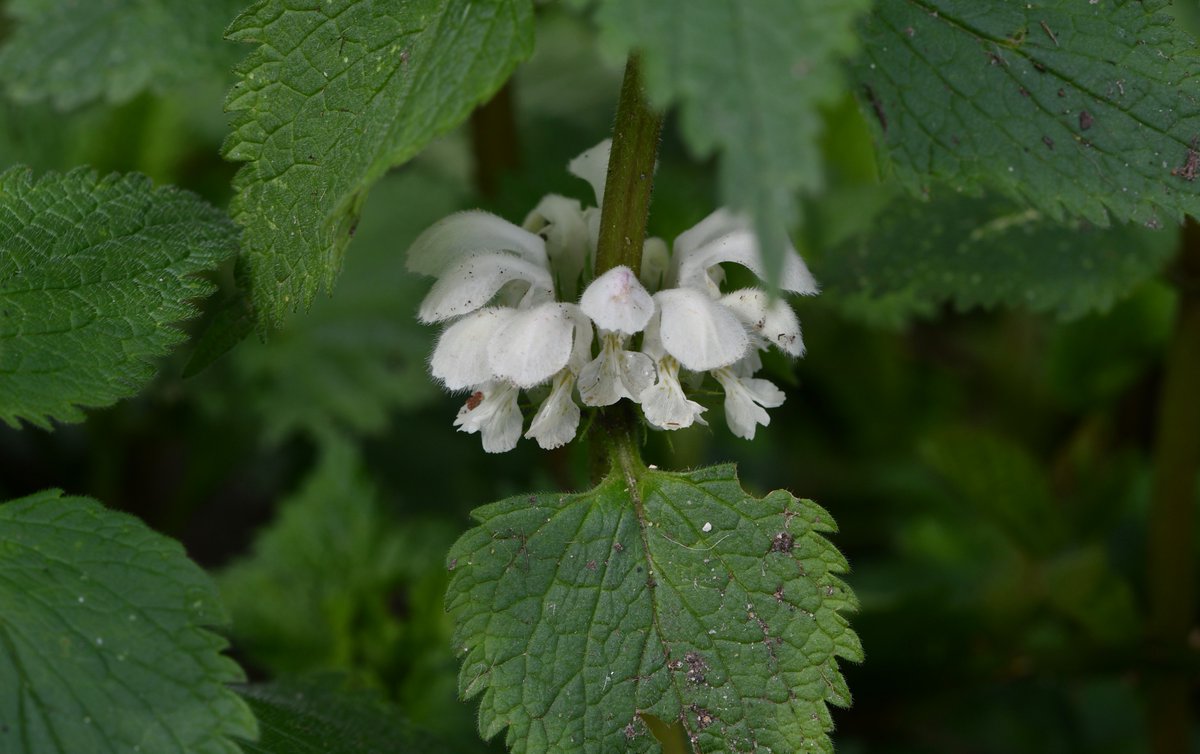 Snake's-head fritillaries and white deadnettle at Lakeside Country Park on Friday #WhiteFlowers #WildflowerHour