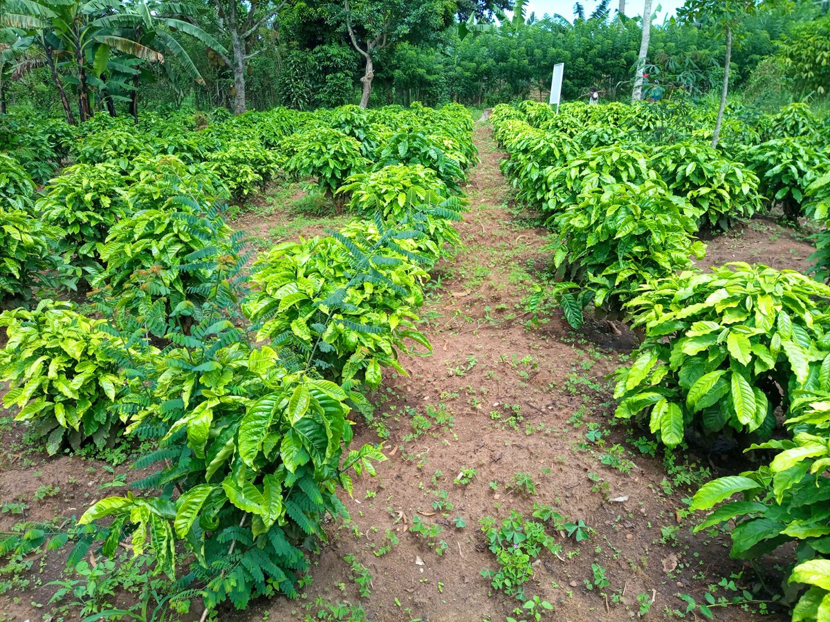 Explorecar21711's tweet photo. "Explore Career Experts Limited isn’t just about impact—we grow coffee (kawa) too. 🌱 @RealBlackCoffee
@BugandaNnyaffe Straight rows. Healthy seedlings. Care in every plant.
@Solomon_Kaweesa
@DaltonKaweesa Ready to start your own coffee journey?"* https://t.co/dpL1mgrtJZ