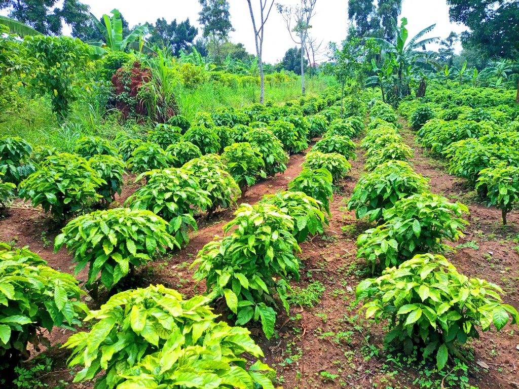 Explorecar21711's tweet photo. "Explore Career Experts Limited isn’t just about impact—we grow coffee (kawa) too. 🌱 @RealBlackCoffee
@BugandaNnyaffe Straight rows. Healthy seedlings. Care in every plant.
@Solomon_Kaweesa
@DaltonKaweesa Ready to start your own coffee journey?"* https://t.co/dpL1mgrtJZ