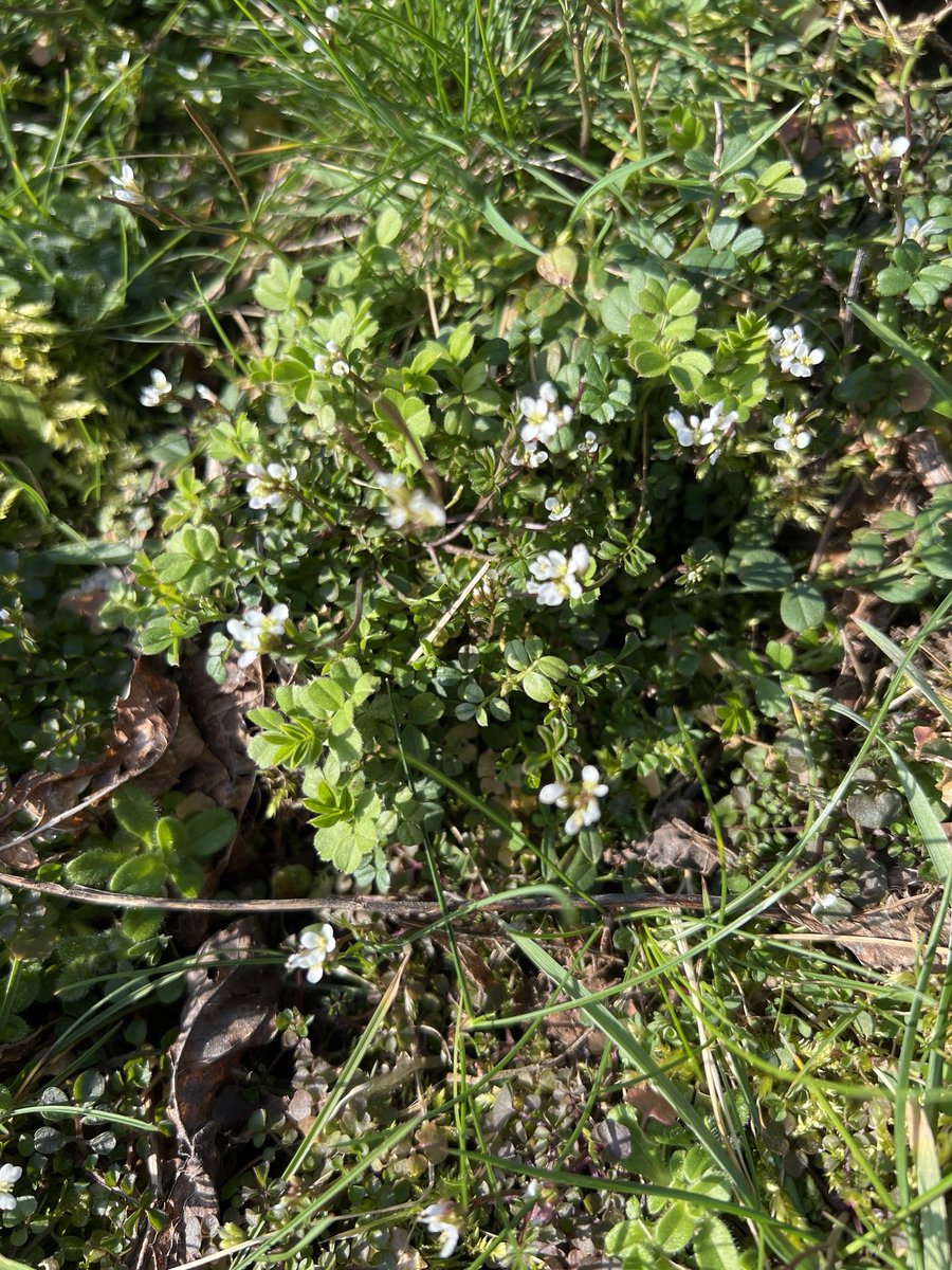 ⁦<a href="/bigmeadowsearch/">Big Meadow Search</a>⁩ #WhiteFlowers