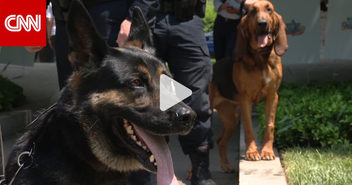 الكلاب قد تؤثر على جودة الهواء داخل المنازل أكثر مما نتصور.. دراسة تكشف كيف تطلق جزيئات وتنقل البكتيريا والفطريات من الخارج 