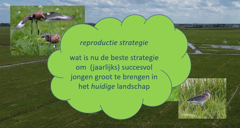 itlegemidden's tweet image. A.s. dinsdag gaan we 𝗴𝗲𝘇𝗮𝗺𝗲𝗻𝗹𝗶𝗷𝗸 met boeren, loonwerkers, nazorgers, ecologen, jagers en medewerkers van overheden het 𝘄𝗲𝗶𝗱𝗲𝘃𝗼𝗴𝗲𝗹𝘀𝗲𝗶𝘇𝗼𝗲𝗻 𝟮𝟬𝟮𝟲 inluiden. 

𝗪𝗶𝗹 𝗷𝗲 𝗲𝗿𝗯𝗶𝗷 𝘇𝗶𝗷𝗻? Ga dan naar: itlegemidden.nl/agenda/

#weidevogels #Raerd