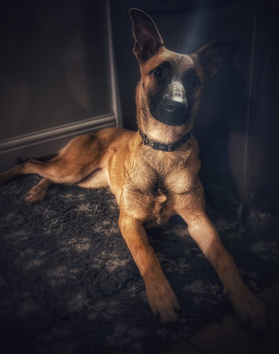 Adachi Kennels tweet media