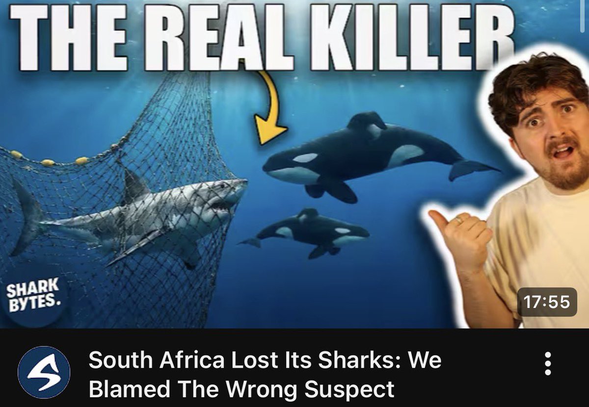 Shark Bytes tweet media