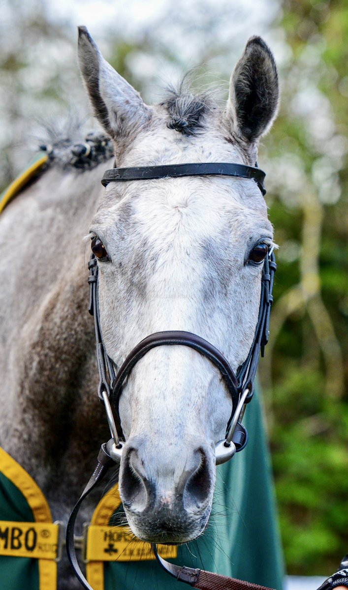 Michael Harris tweet media