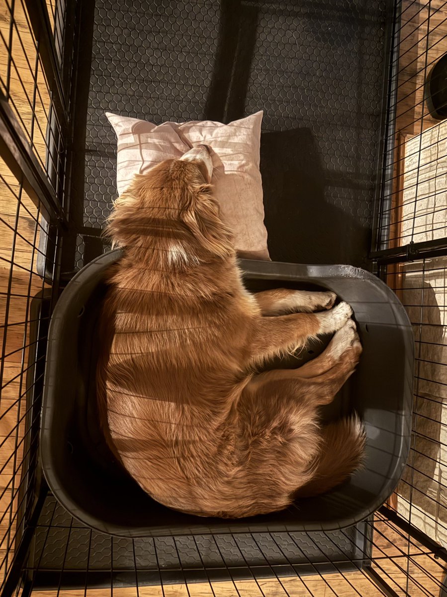 Sashie (˶˃ ᵕ ˂˶) .ᐟ.ᐟ tweet media