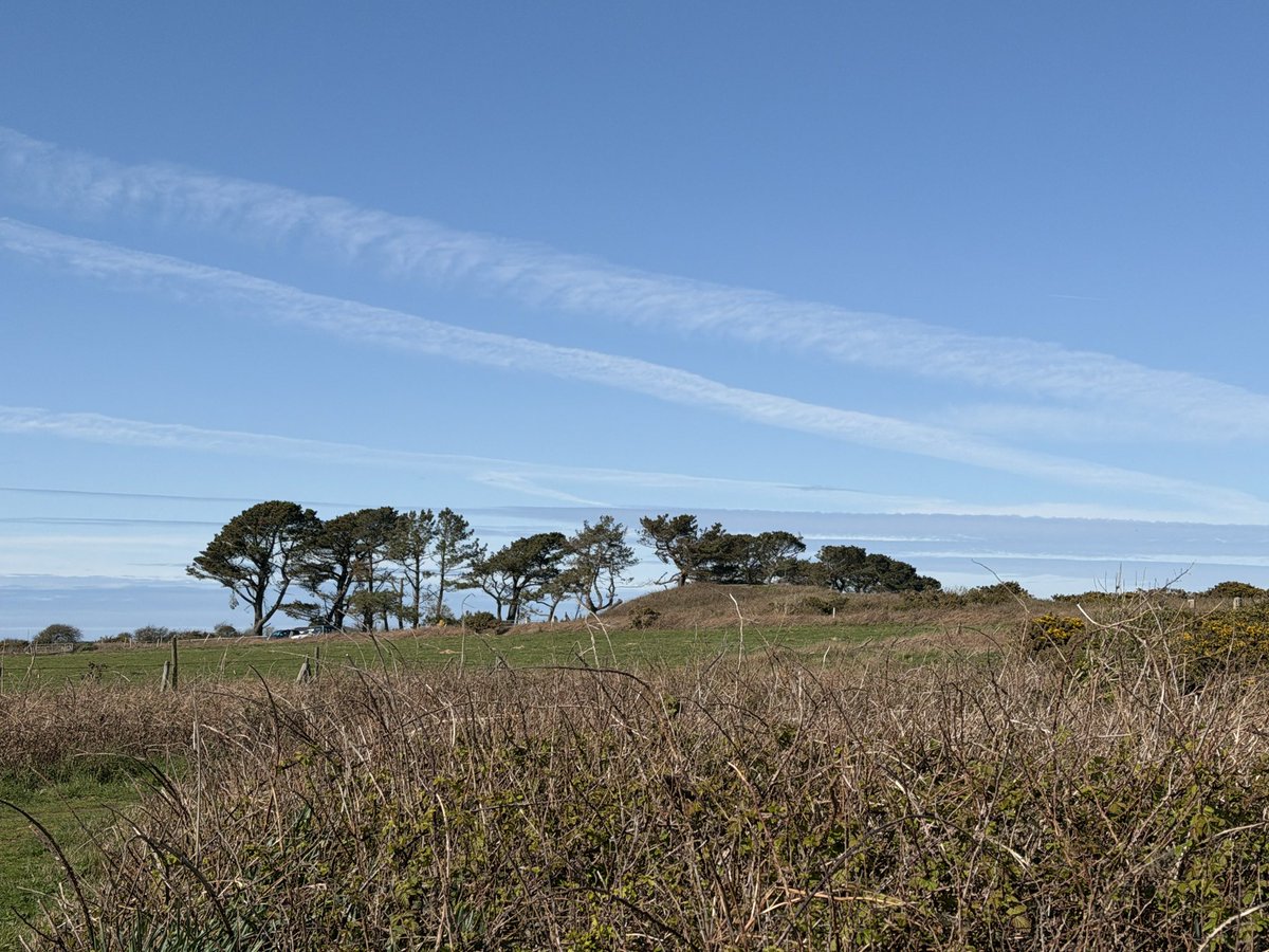 Sybil Baldwin #TheSpiderWhisperer 🕷 tweet media