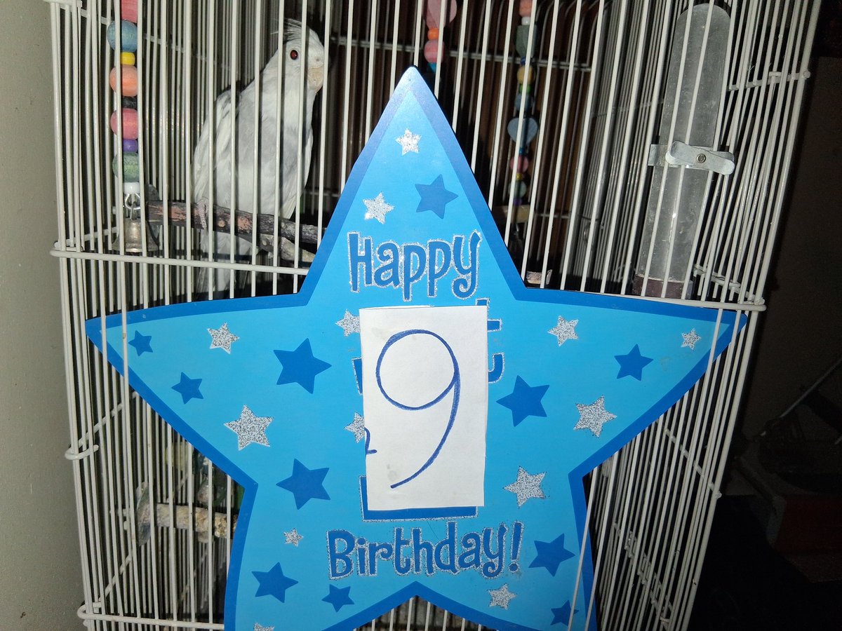Neilfan12's tweet image. 🎂🕊 It was my bird #Fernando's 9th #BDay yesterday. Don't know his exact hatch day, but I chose it because it's close &amp;amp; it's #PiDay (3/14, for the number Pi) &amp;amp; he's a Pied #Cockatiel. Also, his #Birthday "cake" is a #pie again (pied bird, #Pi Day, pie). Key Lime Pie.🕊π🎉