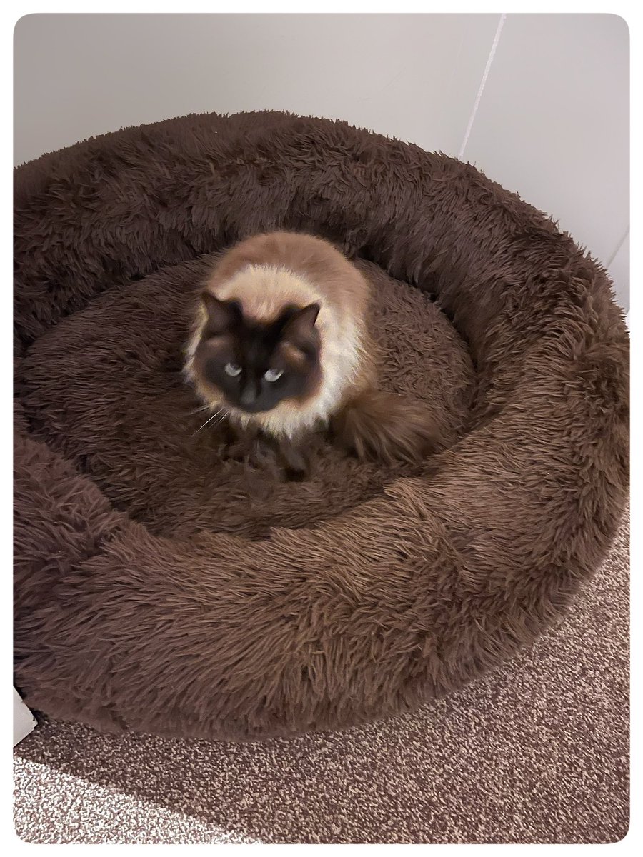 Flying Pig 🚁 tweet media