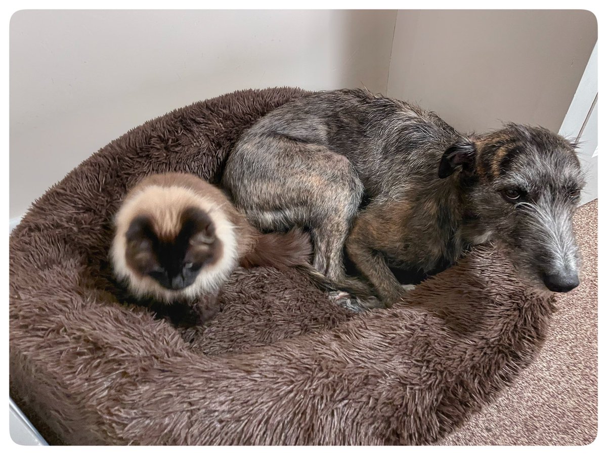 Flying Pig 🚁 tweet media