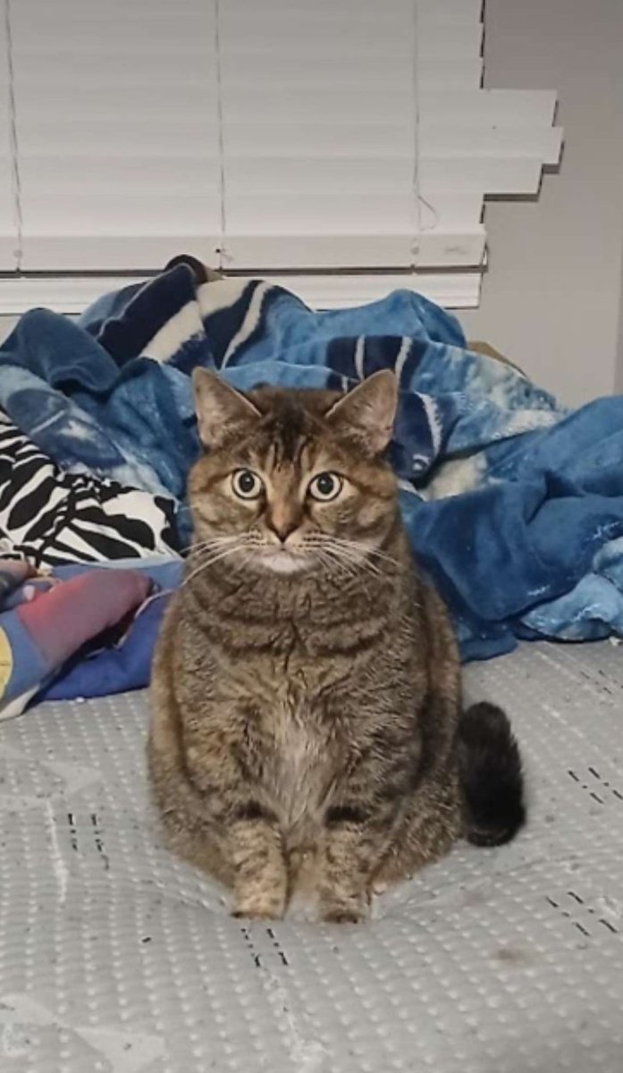 Doobus Goobus tweet media