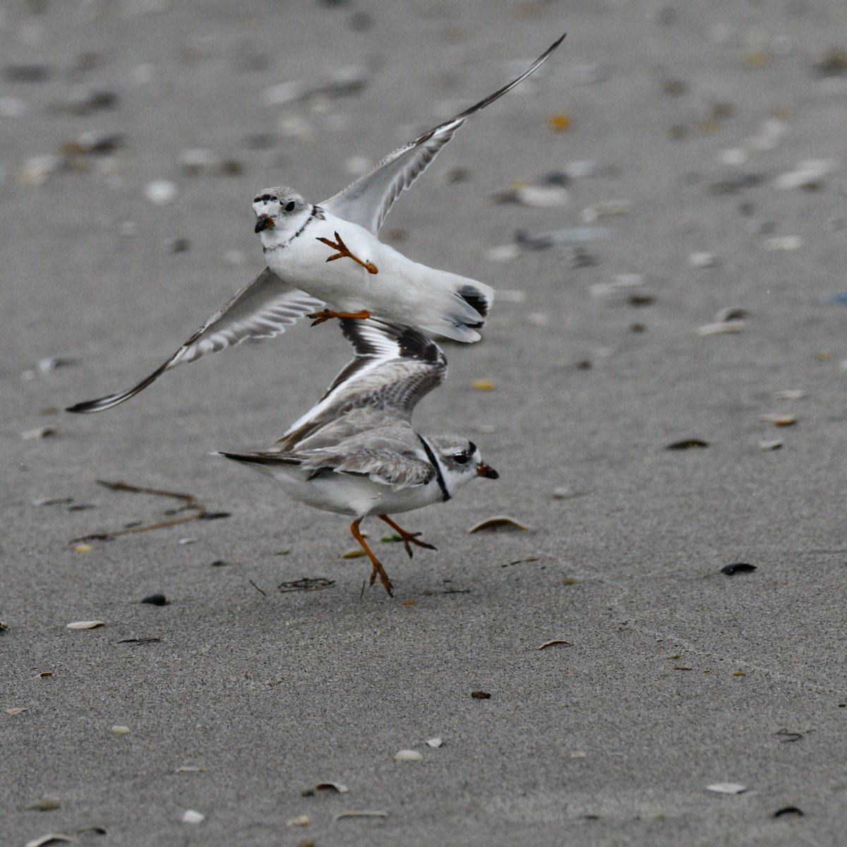 Sharon Ní Bhaoill tweet media