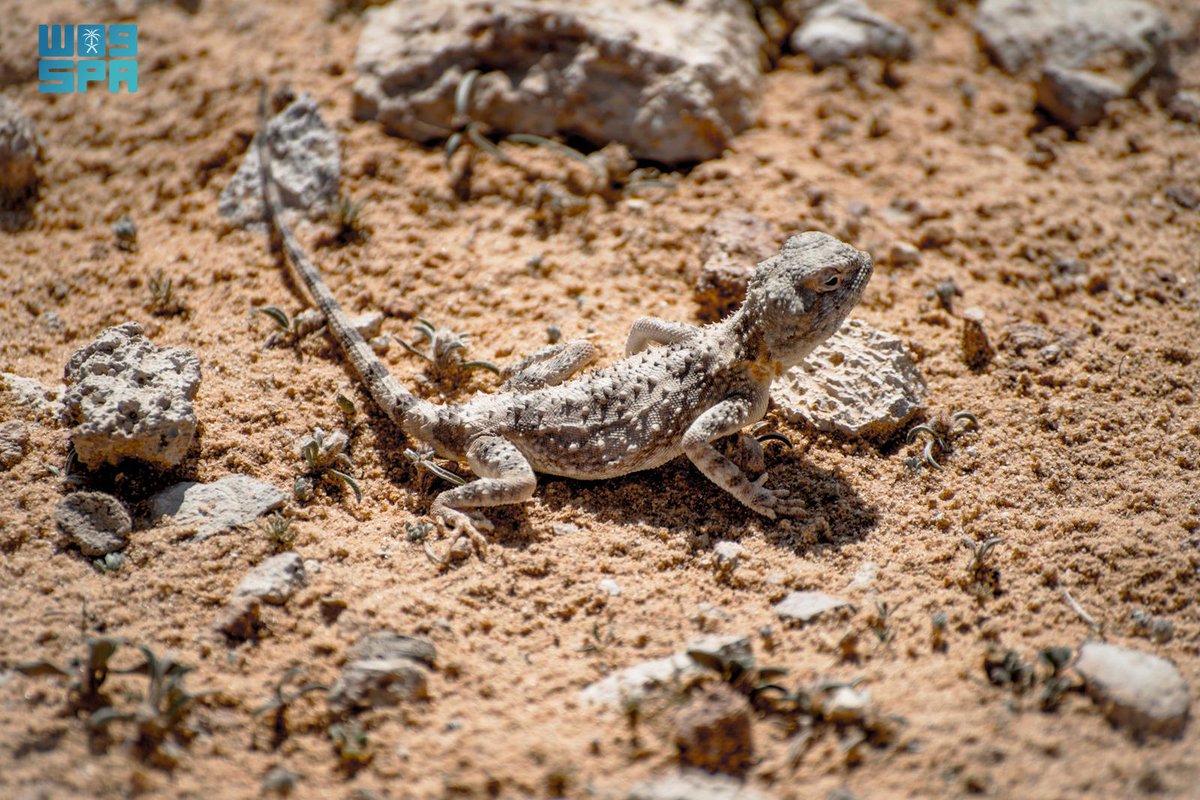 جريدة الرياض tweet media