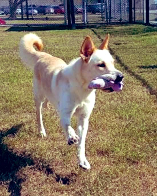 Danawb26's tweet image. 🆘📣🙏🏽 MARIPOSA 🆘📣🙏🏽

You’re PLEADING for someone to SEE you, to LOVE you, to give you a chance!!! 💔

Y’all- MARIPOSA’S OUT of time!!!! 😭🆘🙏🏽. LOW #pledges, and no offers to #foster… she needs a miracle!!! 

PLZ SOMEONE open your ♥️ and 🏡 for her!!! 

PLZ #Pledge4Rescue if