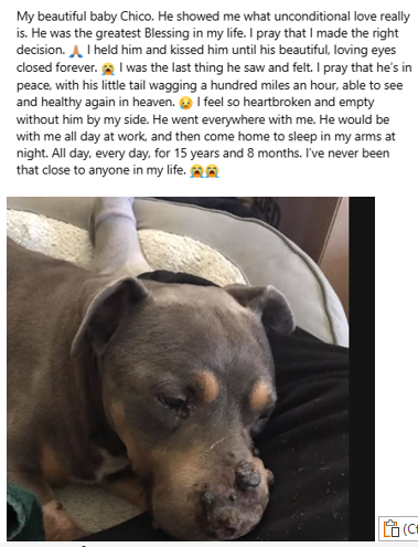 badpetmeds's tweet photo. Update: And now he is gone. RIP Chico. πππ’
#SayNoToLibrela #RecallLibrela https://t.co/PpbQgtT41U