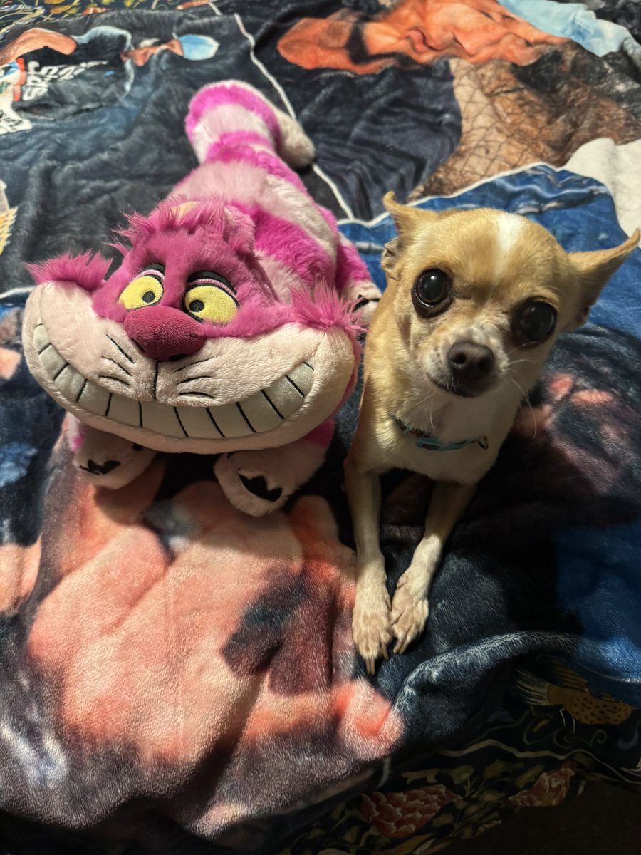 Lauren 🐼 tweet media