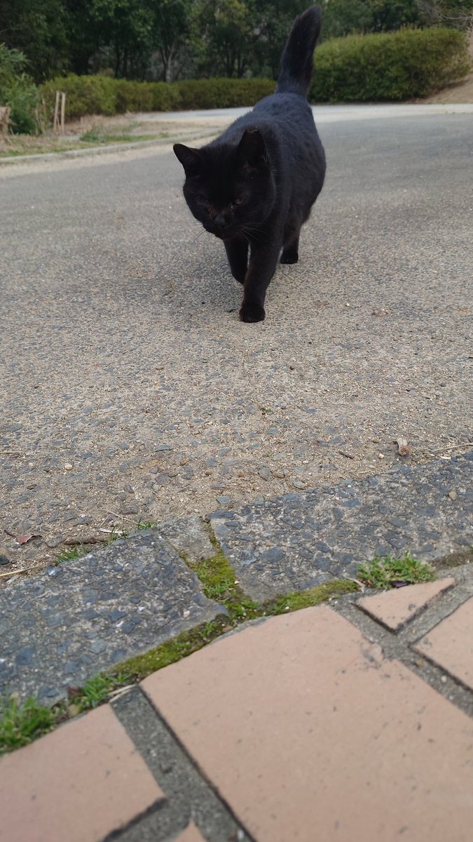 猫おじさん tweet media