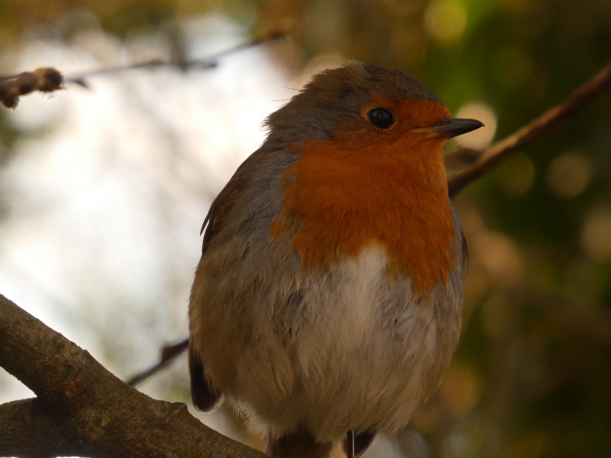 Cheyanne tweet media