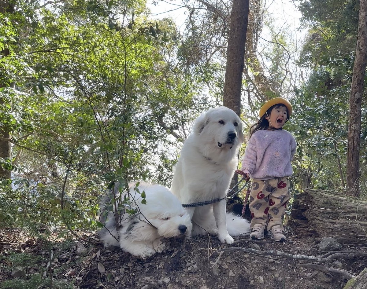 山の奥から tweet media