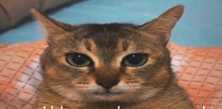 𝔽𝕦𝕝𝕘𝕣𝕚𝕞 tweet media