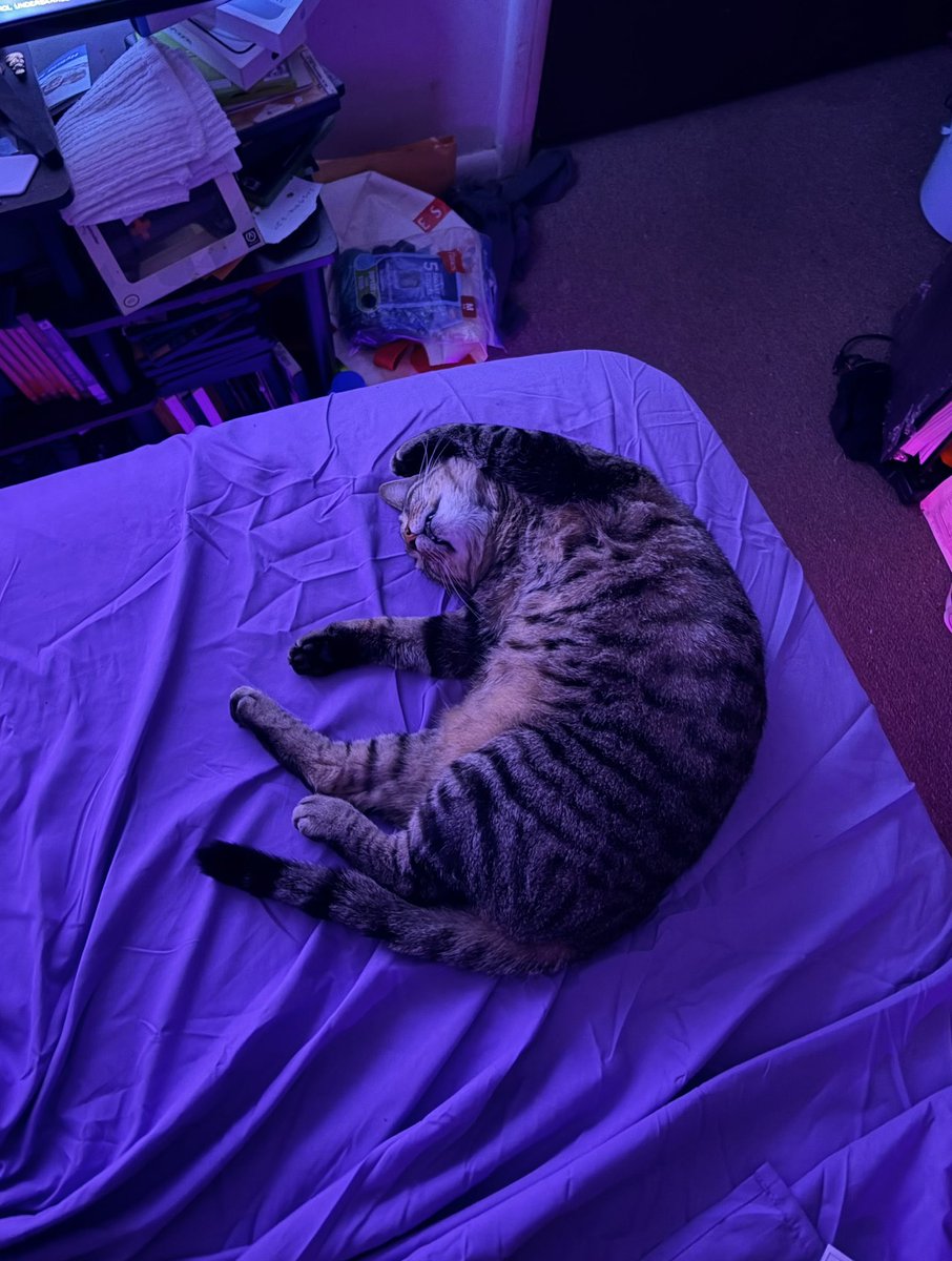ChimeraDeer's tweet photo. My cat is sleeping in the shape of the Moon 🌙 https://t.co/5eOgO5NeGe