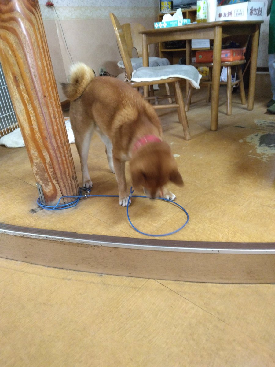 大佐　(クミホニシ 大佐) tweet media