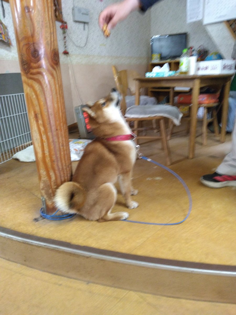 大佐　(クミホニシ 大佐) tweet media