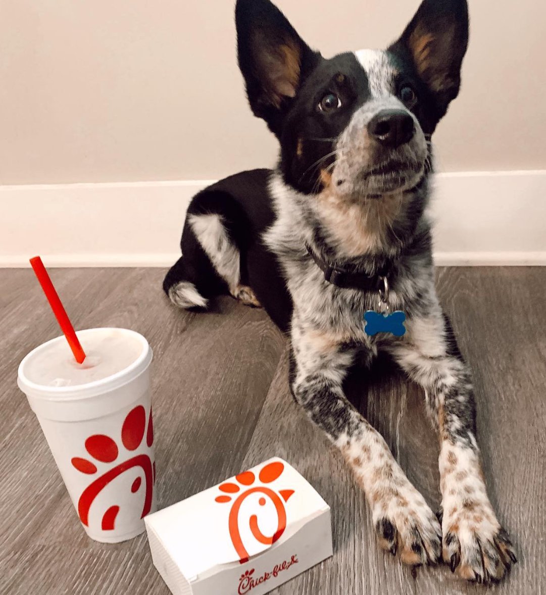 ojroques's tweet photo. he loves chick fil a just like me

🤣 https://t.co/2B8w4emEoN