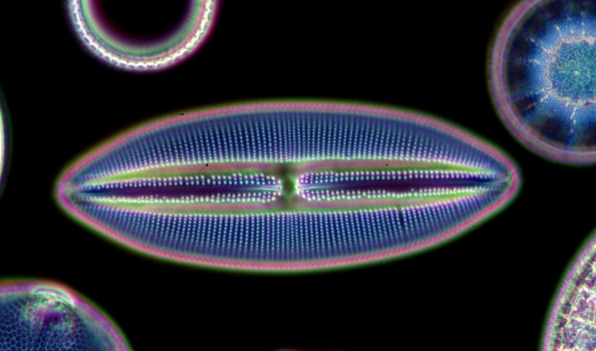 Peter Clack tweet media