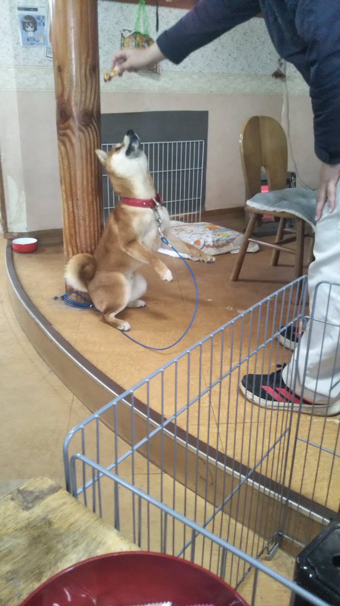 す〜さん🍻海楽参戦⛩️🌊 tweet media