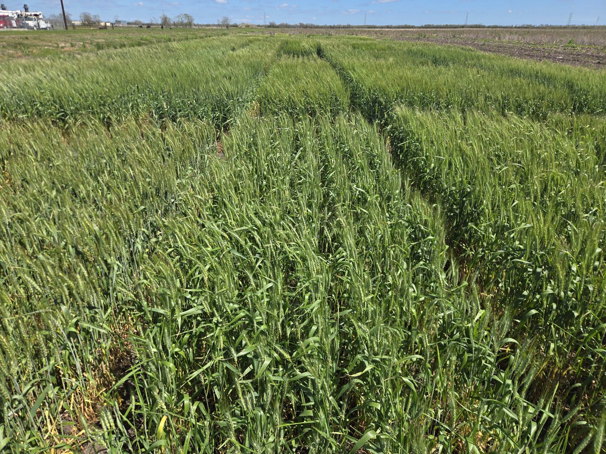 TAMU Small Grains Variety Testing Program tweet media