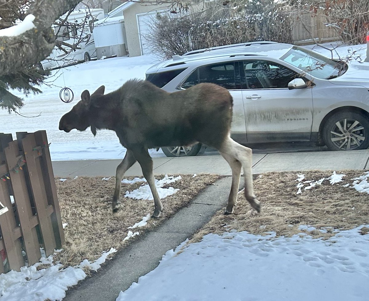 hapandcarol's tweet photo. #HAPPINESS is having 3 moose walk by and stop for a snack of berries from the mountain ash tree. #moose #mooseinyard # mountain ash berries https://t.co/yzt38bCYGb