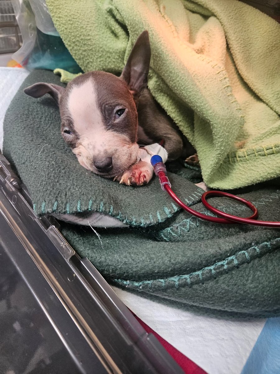 Justice For Samson tweet media