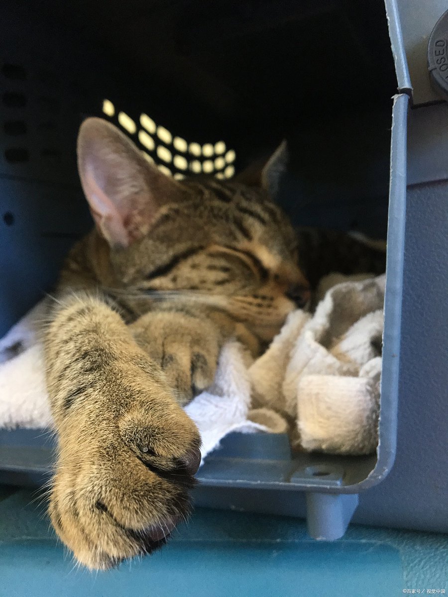 oweybear gaming tweet media