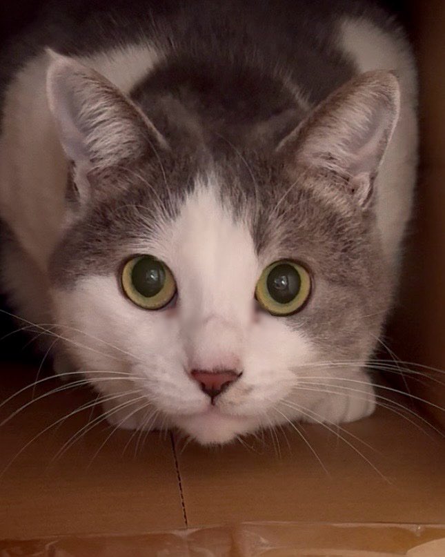 ゆずルイメイママ tweet media