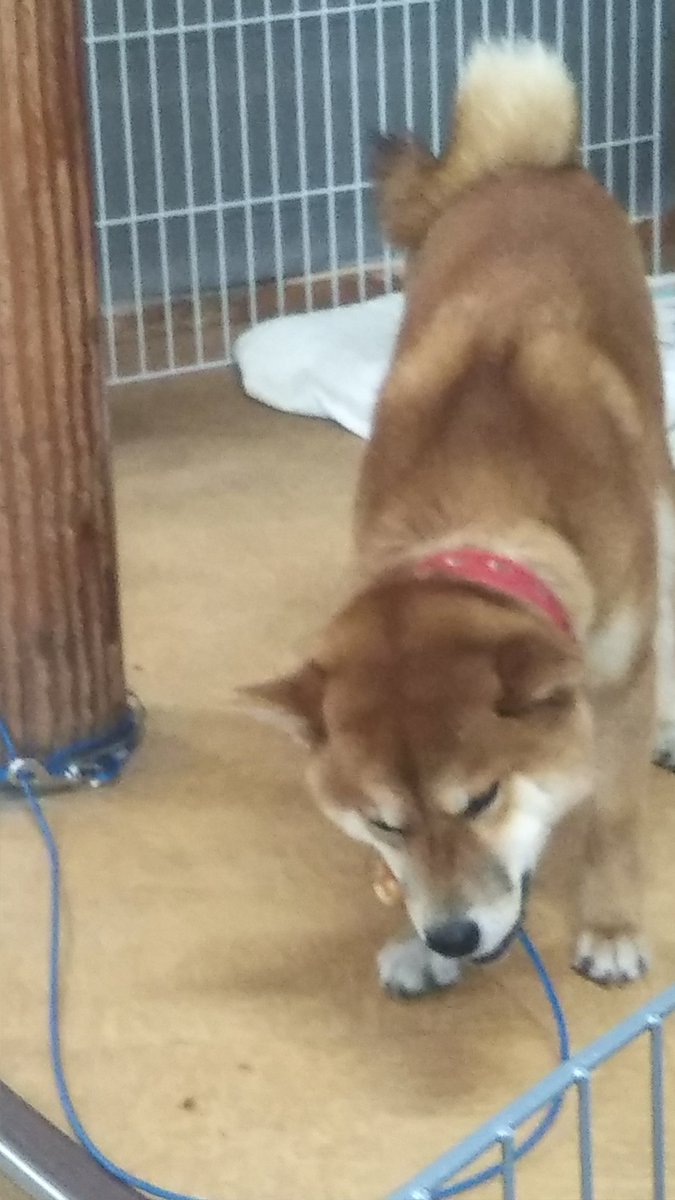 す〜さん🍻海楽参戦⛩️🌊 tweet media