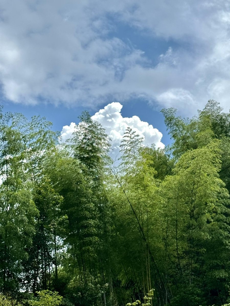 Annie Pham tweet media