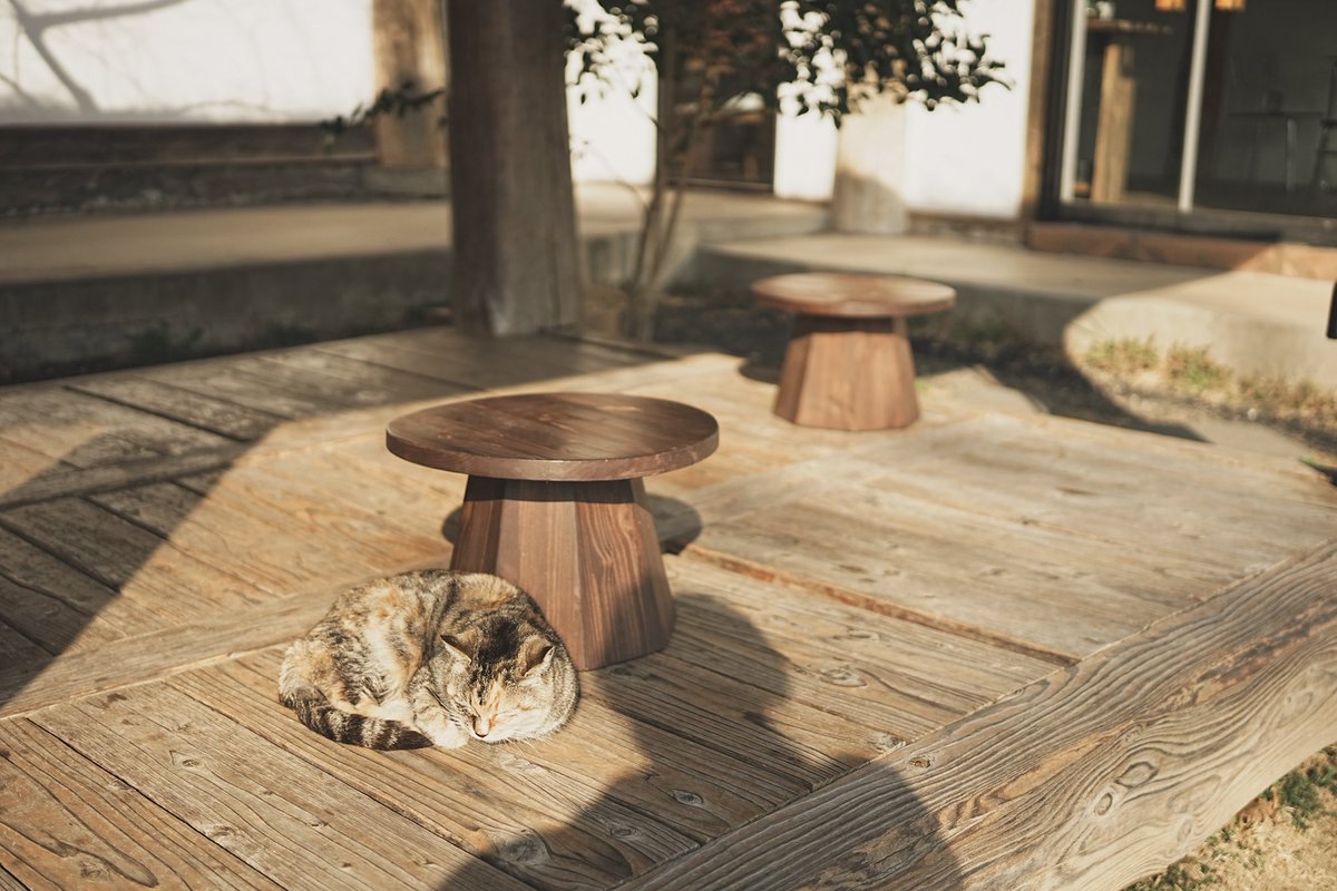 😴 졸고있는게 너무 귀여워서