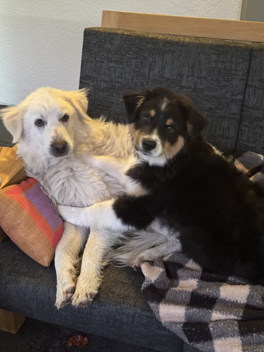 Besties!! Mama Juno is teaching puppy Tuck “the ways”. 

Also, Juno left me an absolutely f’d up 🐿️ as a gift today. Thx mama. 😒