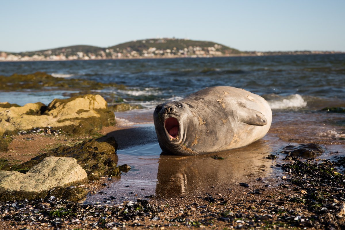 Emilia Domínguez tweet media