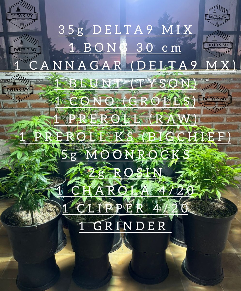 Delta 9 MX tweet media