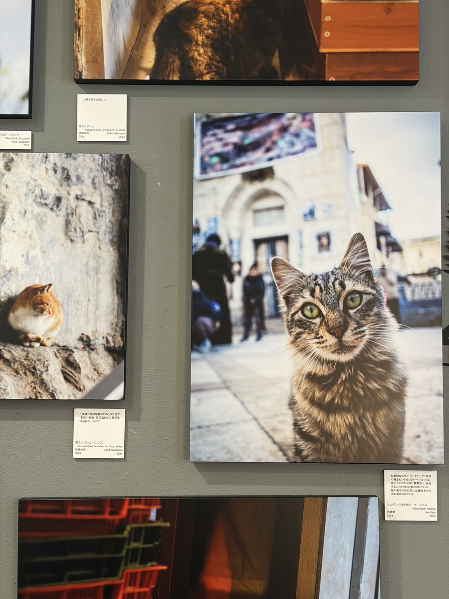 cat_erimaki's tweet image. 『パレスチナと猫』写真展
今日もお待ちしてます。
今朝、目にしたニュース
「パレスチナ自治区ヨルダン川西岸地区で、イスラム教の断食月ラマダンの断食を終えて深夜に車で外出していたパレスチナ人の一家4人がイスラエル兵に射殺された。死者の中には5歳と7歳の男児2人が含まれる。」
#StopGenocide