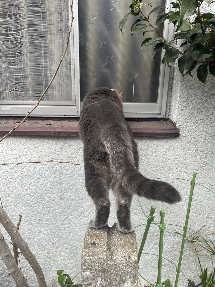 saba_channel's tweet image. 不審者がいないかちゃんと確認中にゃ🚔🚨😺
 #ニャルソック #ねこ散歩  #保護猫