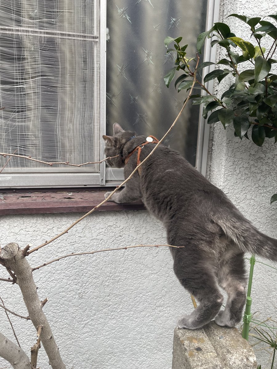 saba_channel's tweet image. 不審者がいないかちゃんと確認中にゃ🚔🚨😺
 #ニャルソック #ねこ散歩  #保護猫