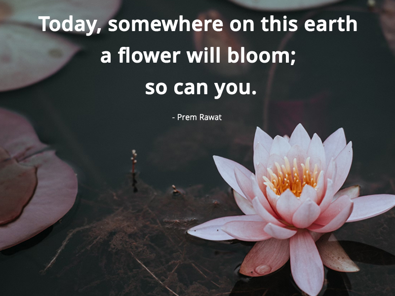 PremRawatQuotes tweet media