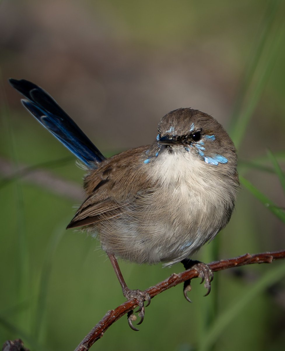 Canberra Things tweet media